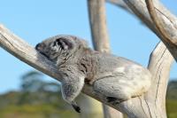 احتمال انقراض کوالاها در بخشی از استرالیا