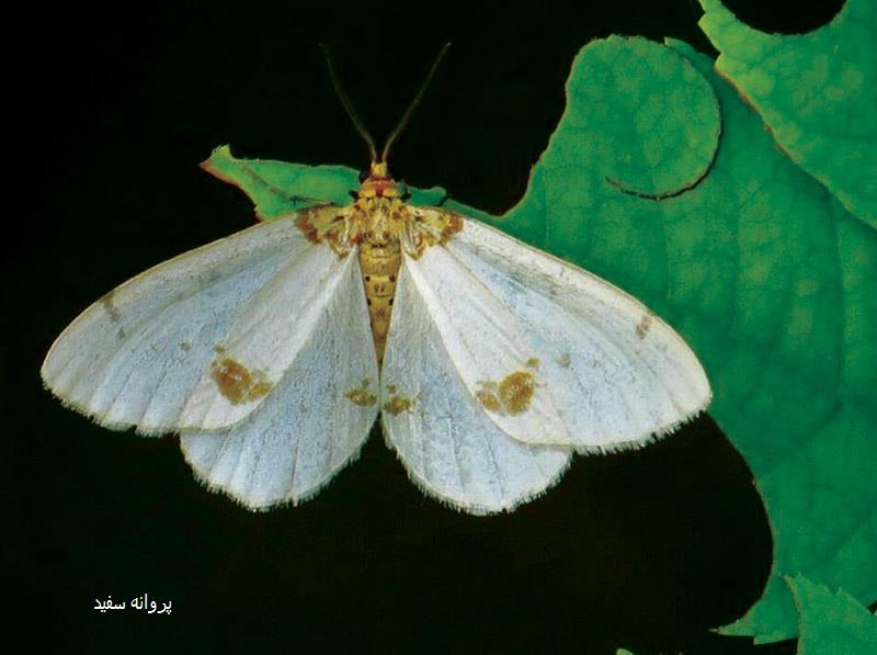 پروانه سفید