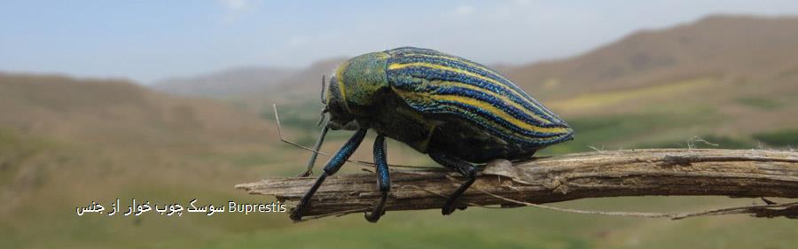 سوسک چوب خوار از جنس Buprestis