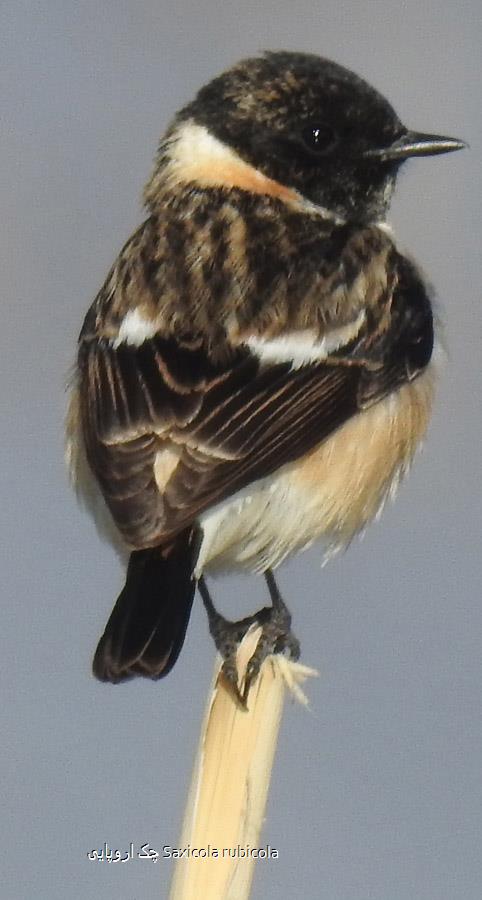 چک اروپایی Saxicola rubicola