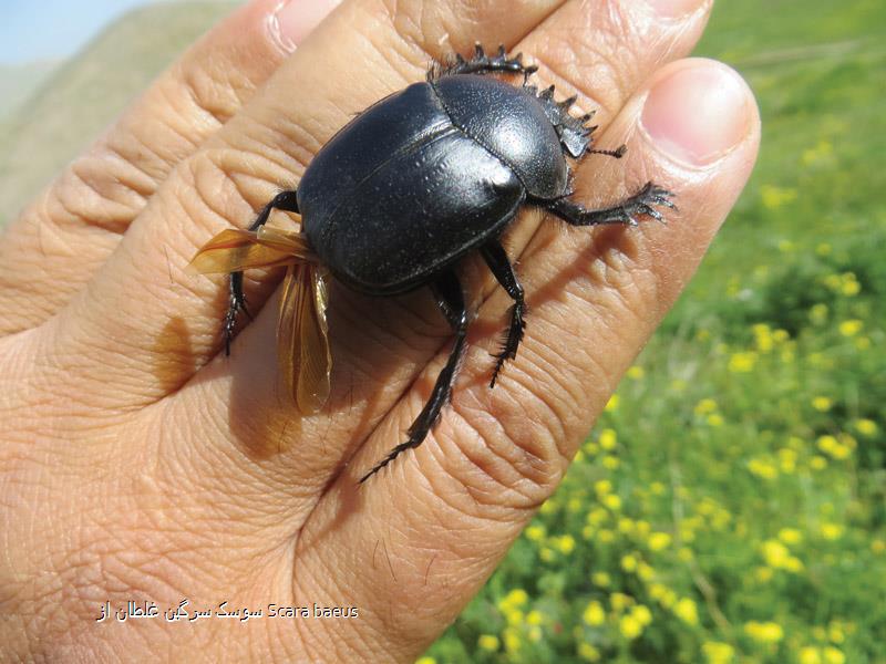 سوسک سرگین غلطان از Scara baeus