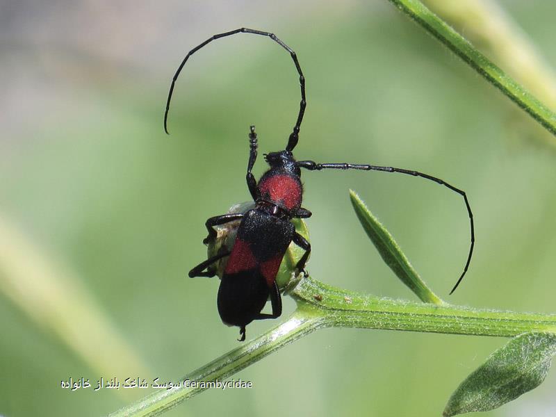 سوسک شاخک بلند از خانواده Cerambycidae