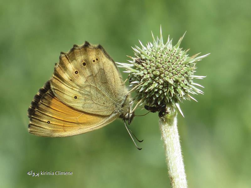 پروانه kirinia Climene