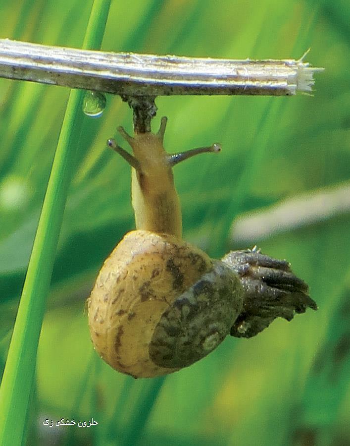 حلزون خشکی زی