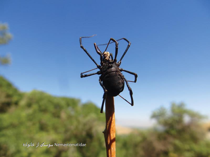 سوسکی از خانواده Nemastomatidae