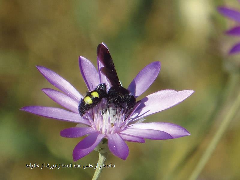 زنبوری از خانواده Scoliidae  و از جنس Scolia