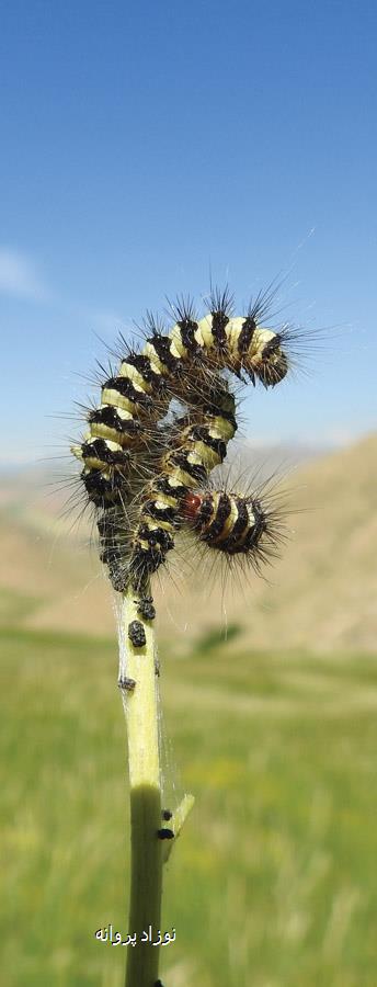 نوزاد پروانه