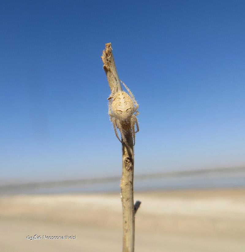 عنکبوت Neoscona theisi