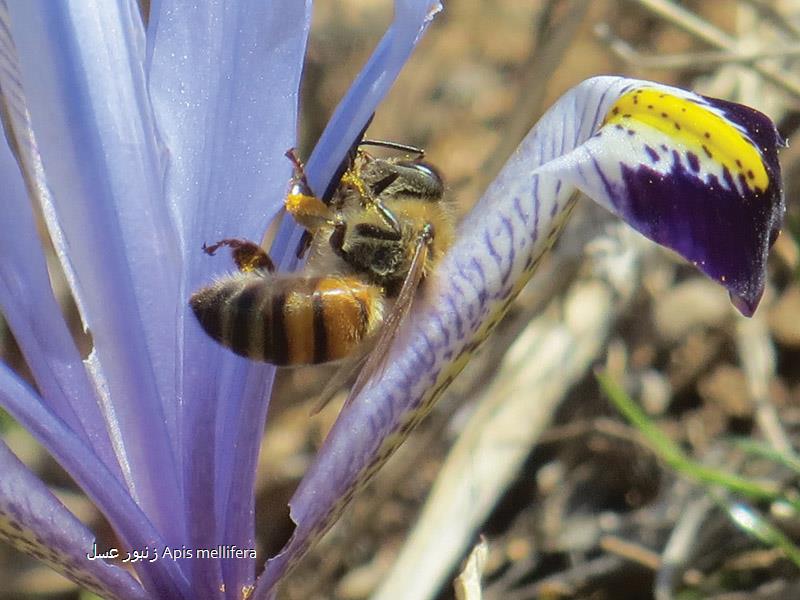 زنبور عسل Apis mellifera