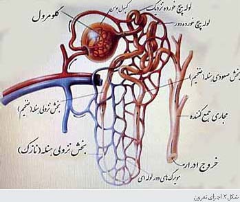 کلیه ها، پالایشگاه های بدن