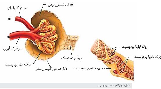 کلیه ها، پالایشگاه های بدن