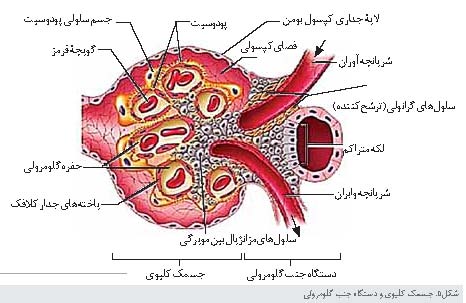 کلیه ها، پالایشگاه های بدن