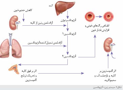 کلیه ها، پالایشگاه های بدن