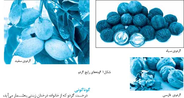 هر گردی گردو نیست