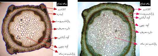 رنگ آمیزی و مشاهده برش های گیاهی