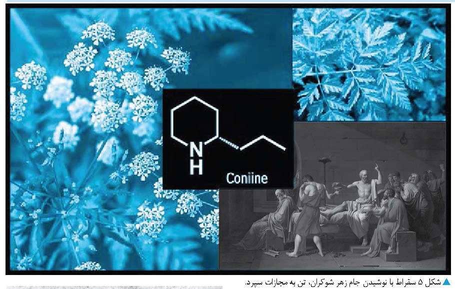 درمانگر یا مرگ آور، مسئله این است: مقدار
