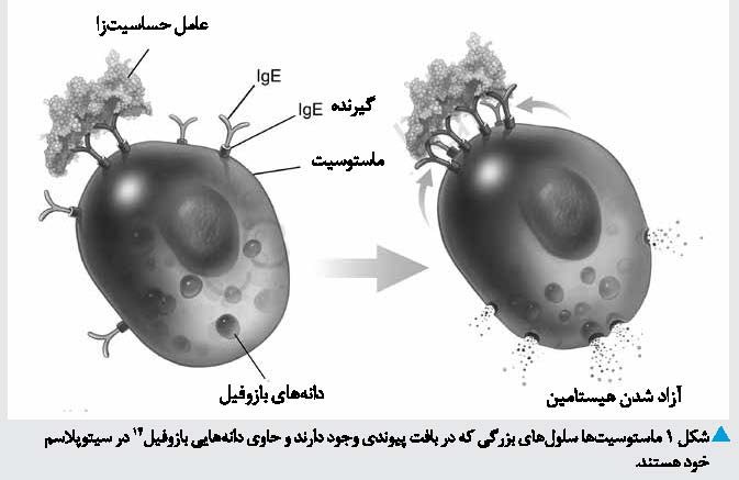 چالش بادام زمینی؛ گذرگاه تندرستی یا پرتگاه نیستی