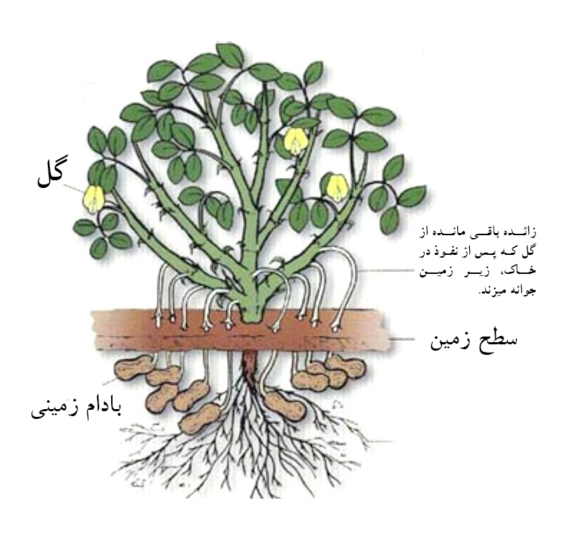 چالش بادام زمینی؛ گذرگاه تندرستی یا پرتگاه نیستی