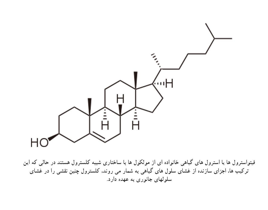 چالش بادام زمینی؛ گذرگاه تندرستی یا پرتگاه نیستی