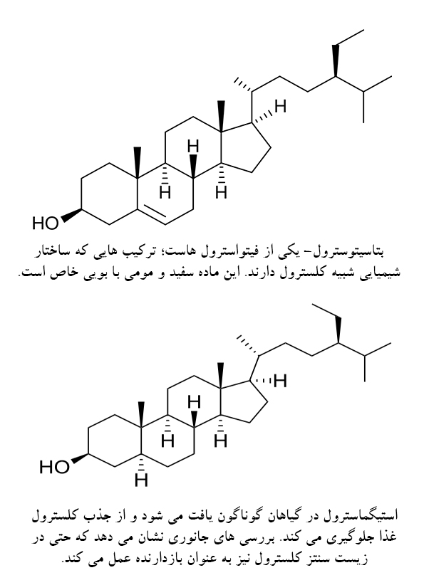چالش بادام زمینی؛ گذرگاه تندرستی یا پرتگاه نیستی