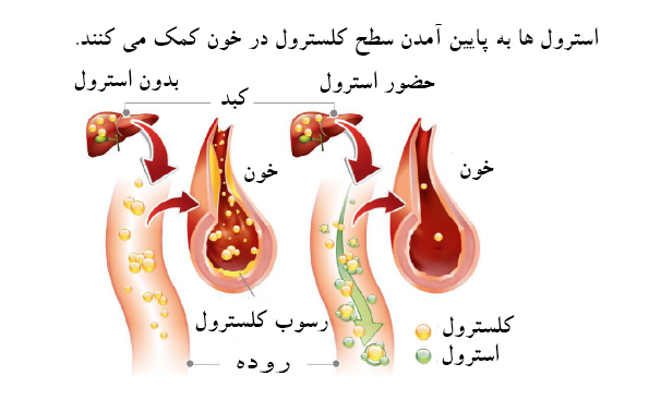 چالش بادام زمینی؛ گذرگاه تندرستی یا پرتگاه نیستی
