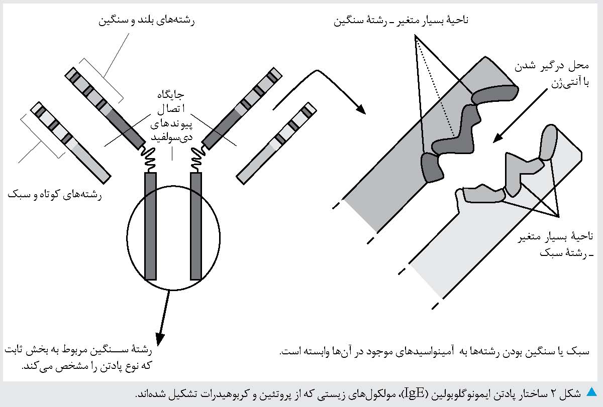 چالش بادام زمینی؛ گذرگاه تندرستی یا پرتگاه نیستی