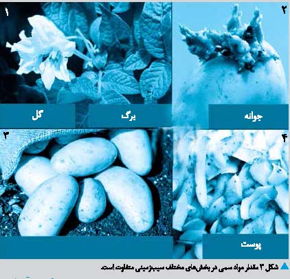 گلیکو آلکالوییدها؛ سمی در سیب زمینی