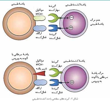 یاخته کشنده طبیعی و ایمنی ذاتی