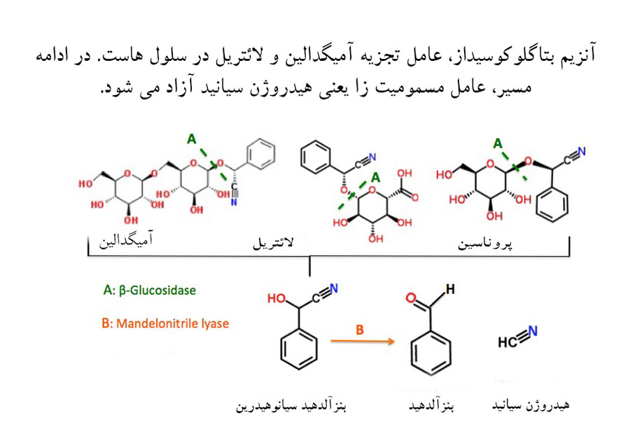 آزمایش نمایش وجود سیانید