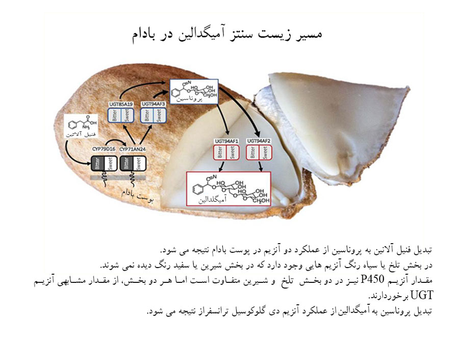 آزمایش نمایش وجود سیانید