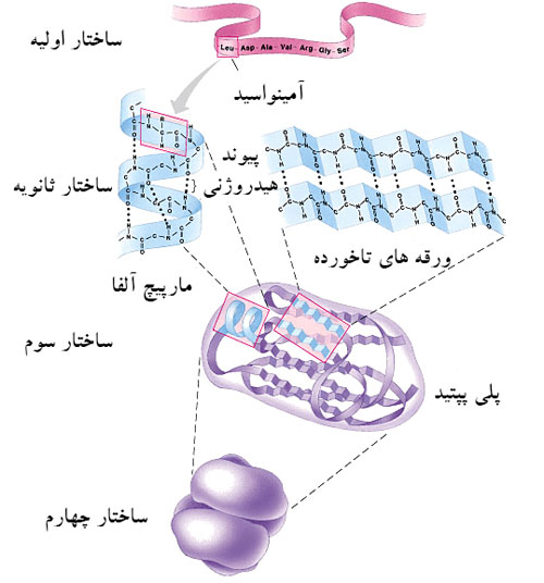 ابریشم؛ الیافی پروتئینی