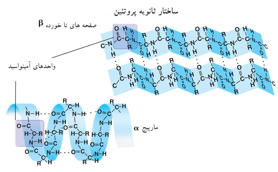 ابریشم؛ الیافی پروتئینی