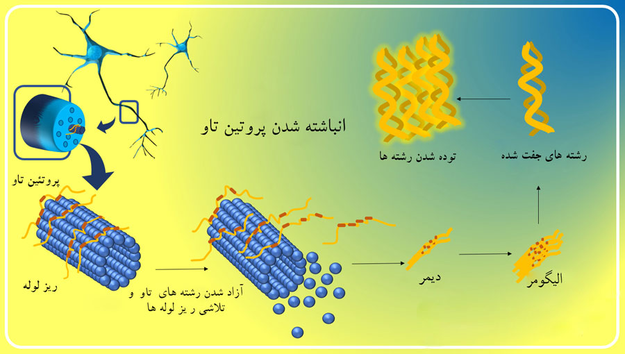 گالانتامین؛ از اودیسه تا آلزایمر