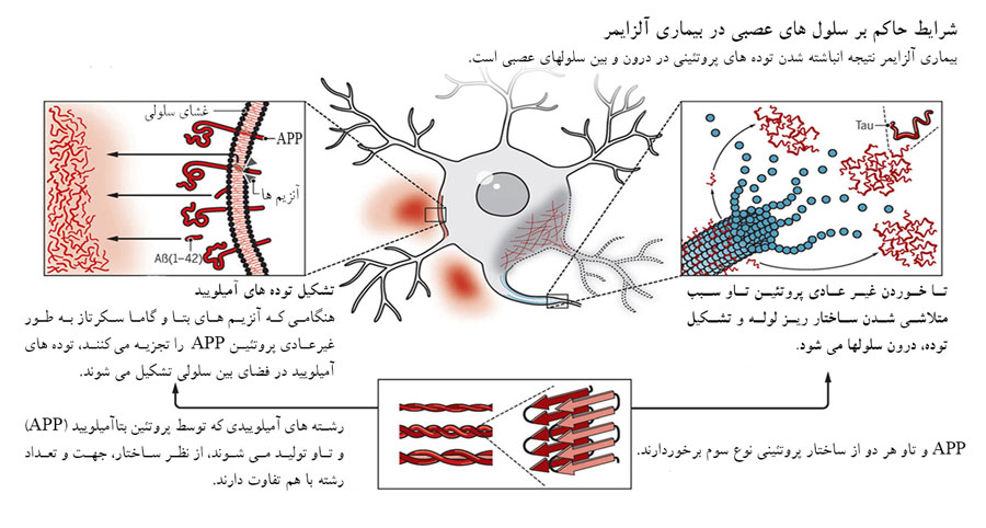 گالانتامین؛ از اودیسه تا آلزایمر