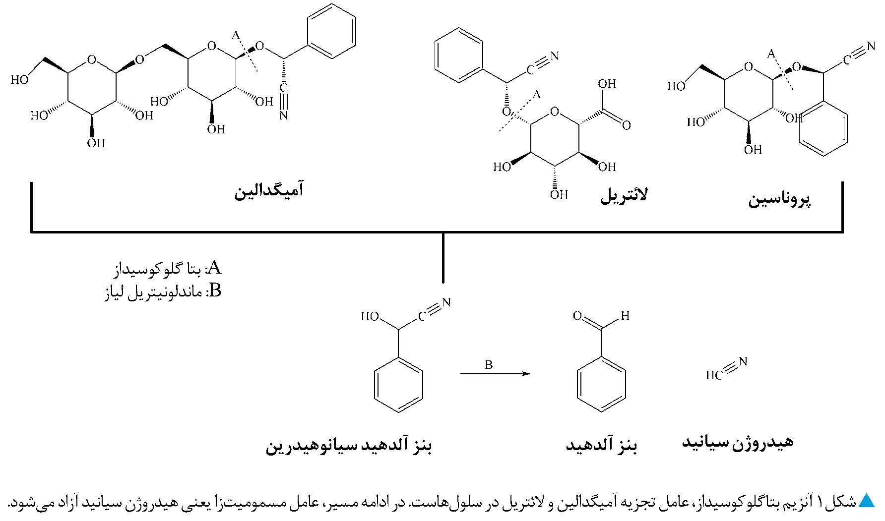 آنزیم بتاگلوکوسیداز