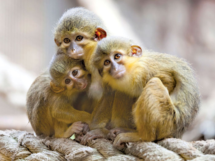 میمون بی دم