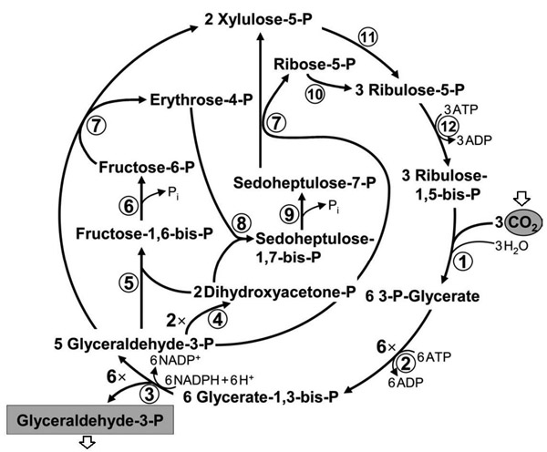 چرخه کالوین‌ یا چرخه پنتوز فسفات احیایی