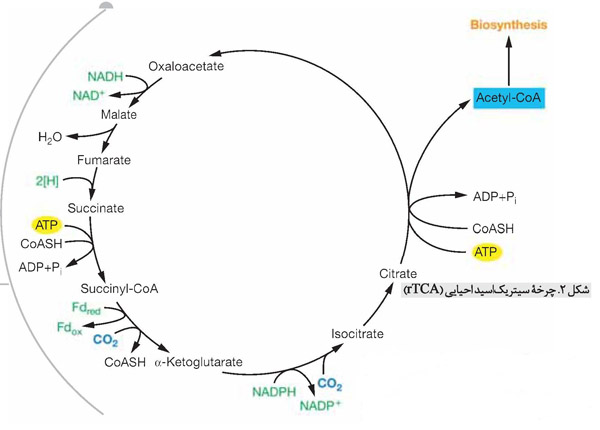 چرخه سیتریک‌ اسید احیایی