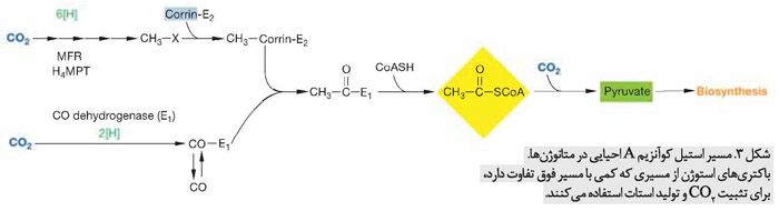 مسیر استیل کوآنزیم احیایی