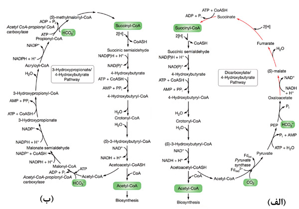 چرخه دی‌کربوکسیلات ۴ـ‌ هیدروکسی بوتیرات