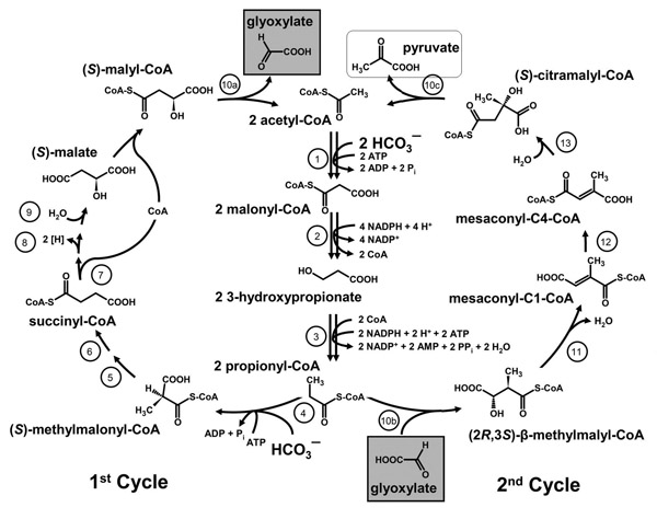 چرخه ۳ هیدروکسی پروپیونات