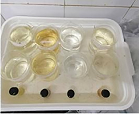 محل پرورش پشه های آنوفل