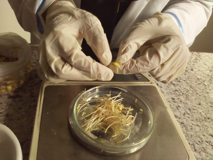 آنزیم پراکسیداز