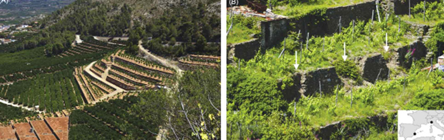 شکل ۳: تراس‌های کشاورزی در اسپانیا و ایتالیا. (A) سیستم تراس محفوظ برای کشت مرکبات در والنسیا (اسپانیا)؛ (B) شکست‌های تراس (فلش سفید) به علت رهاسازی زمین در کورنیگلیا، سینک‌ترا (لیکویرا، ایتالیا)