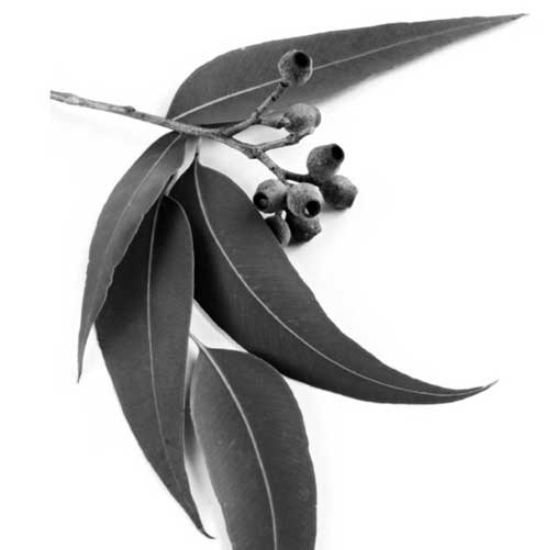 اوکالیپتوس