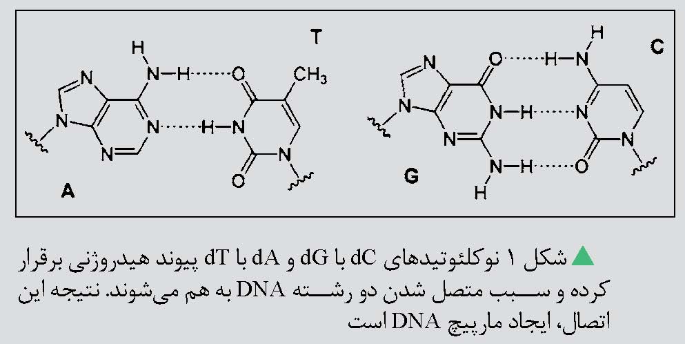 پیوند هیدروژنی