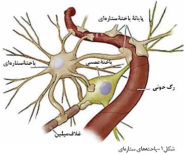 یاخته‌ های ستاره‌ ای