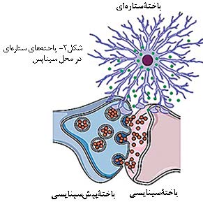 یاخته‌ های ستاره‌ ای