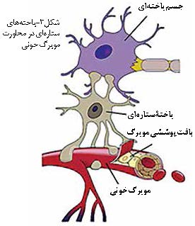 یاخته‌ های ستاره‌ ای