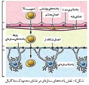 یاخته‌ های ستاره‌ ای